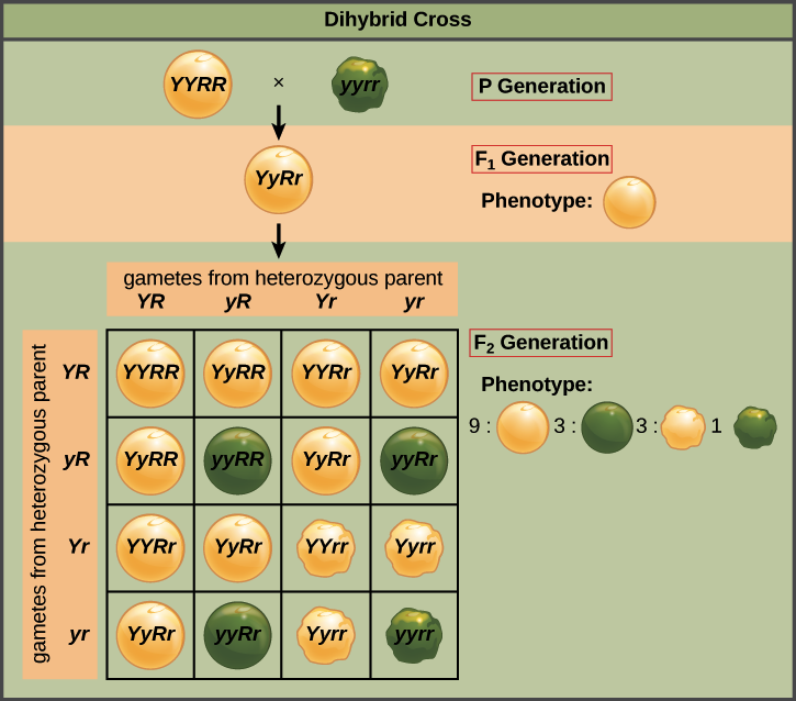 <p>What is the Law of Independent Assortment? (Dihybrid cross)</p>