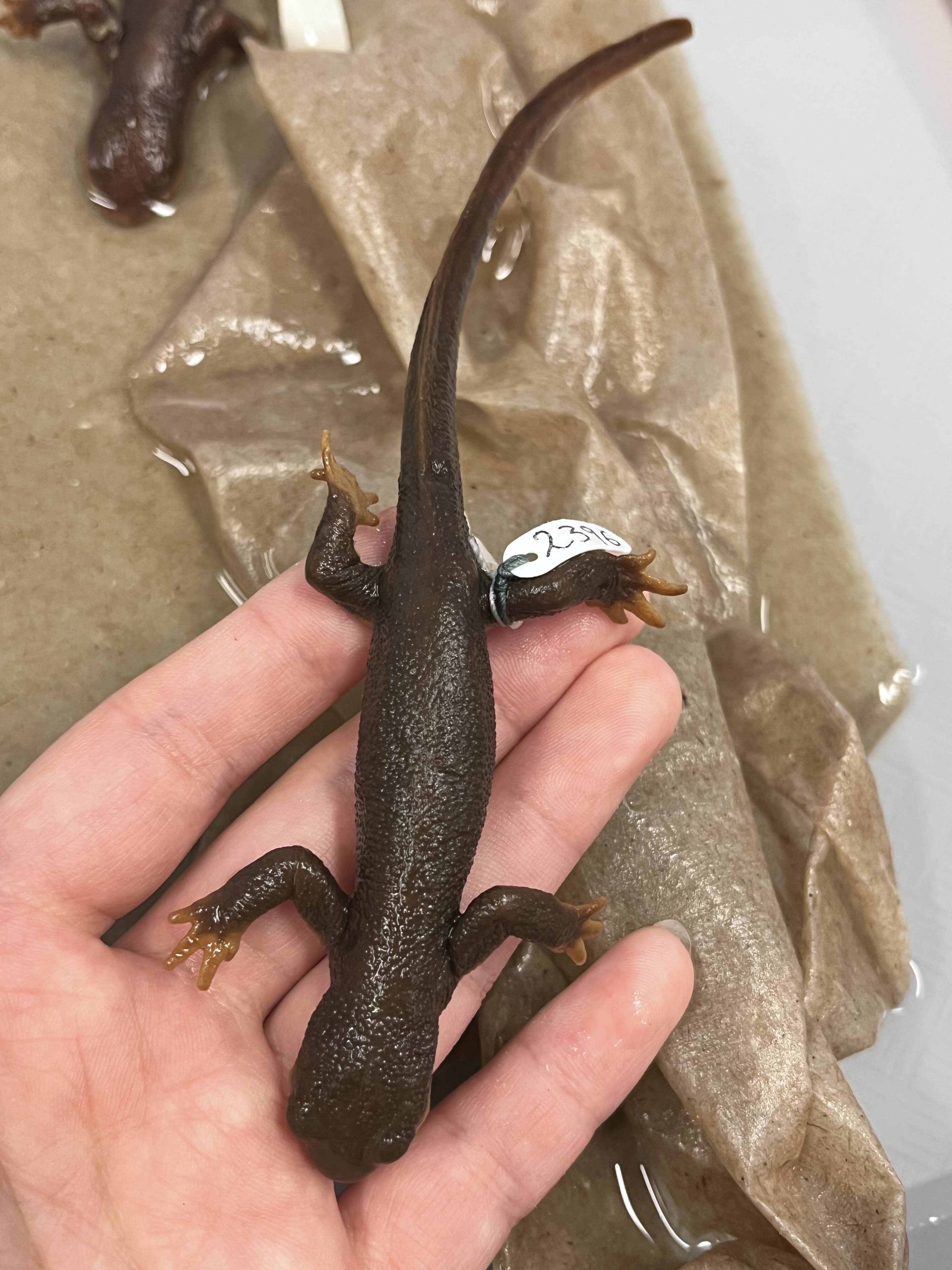 <p>Family and Genus + Species?</p><ul><li><p>Dark eyes</p></li><li><p>Ventral is brighter color </p></li><li><p><strong>Dorsal coloration stops mid eye</strong></p></li><li><p><strong>mid NW Cali</strong></p></li></ul><p></p>