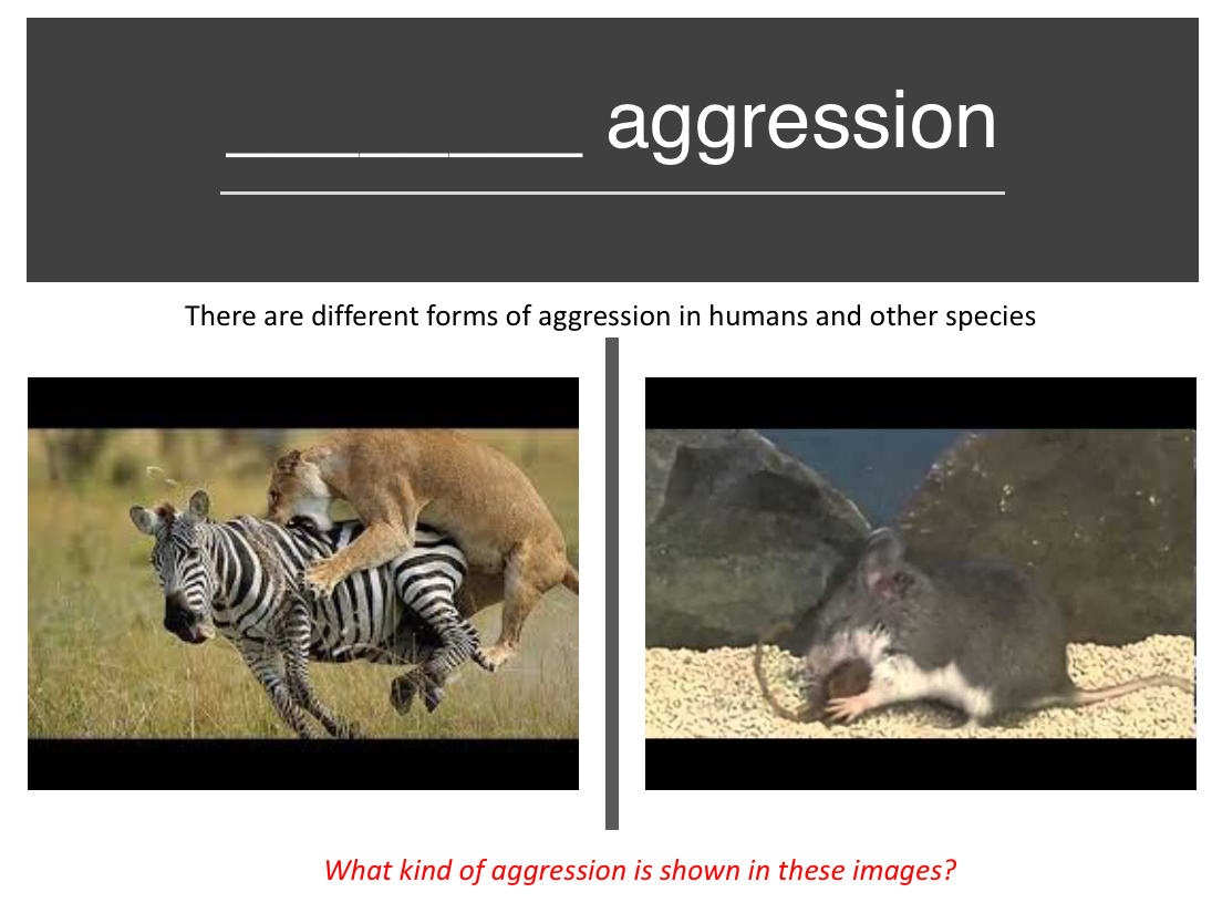 <p>What is the type of aggression shown in the two images?</p>