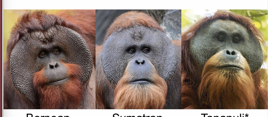 <p>bornean, sumatran, tapanuli</p><p></p>