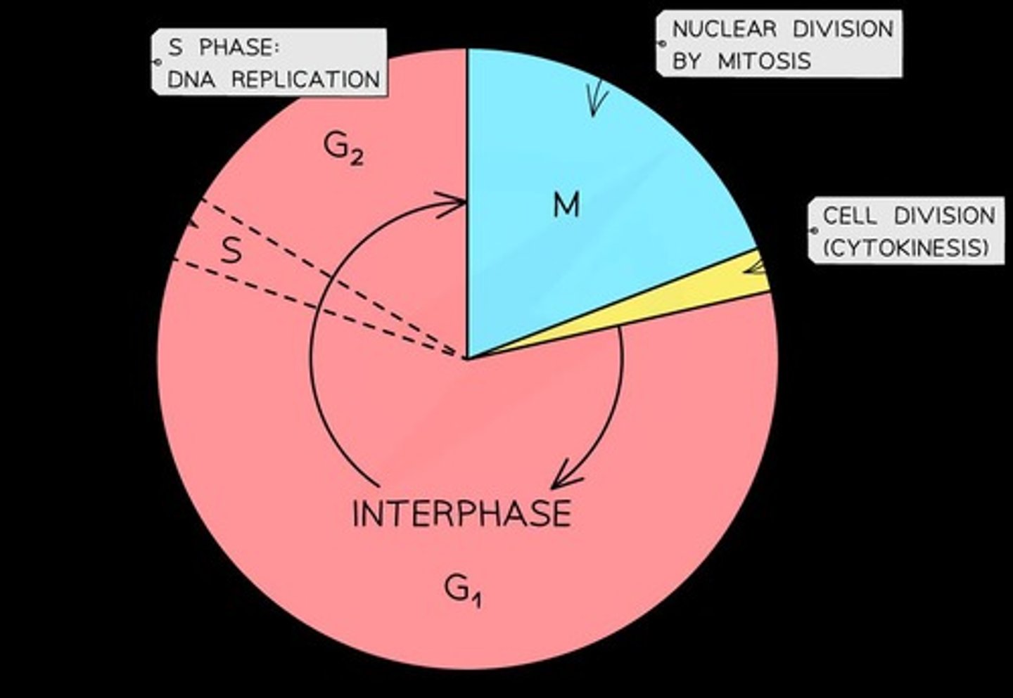 <p>The regulated sequence of events that occurs between one cell division and the next.</p>