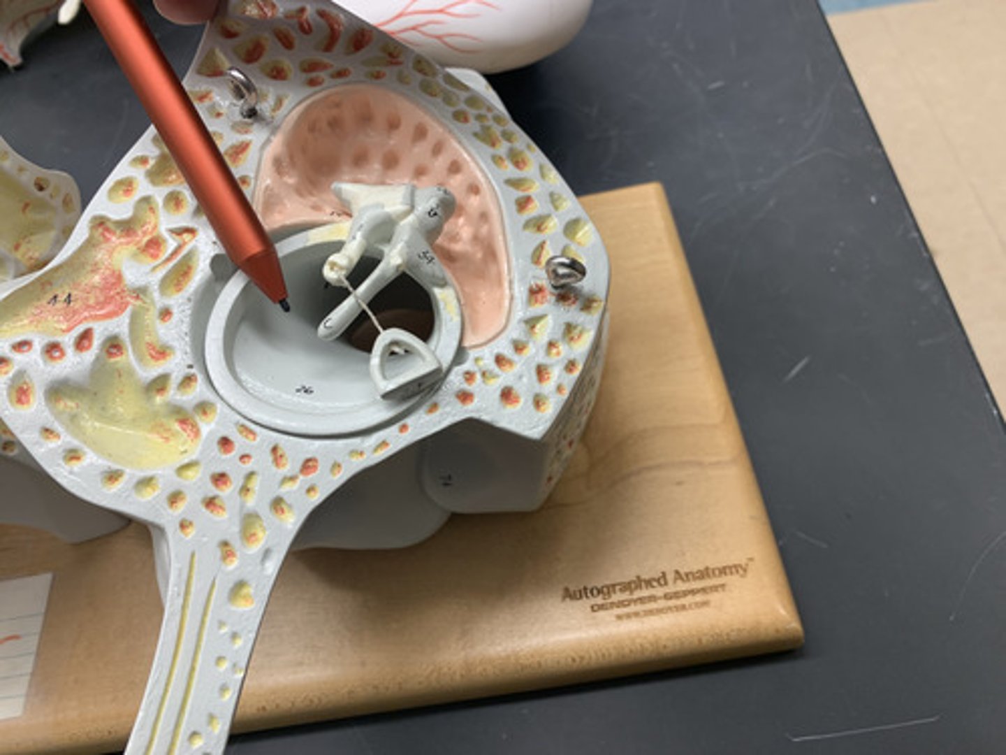 <p>The eardrum. A structure that separates the outer ear from the middle ear and vibrates in response to sound waves.</p>