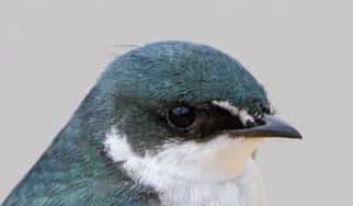 <p>Short and pointed beaks</p>