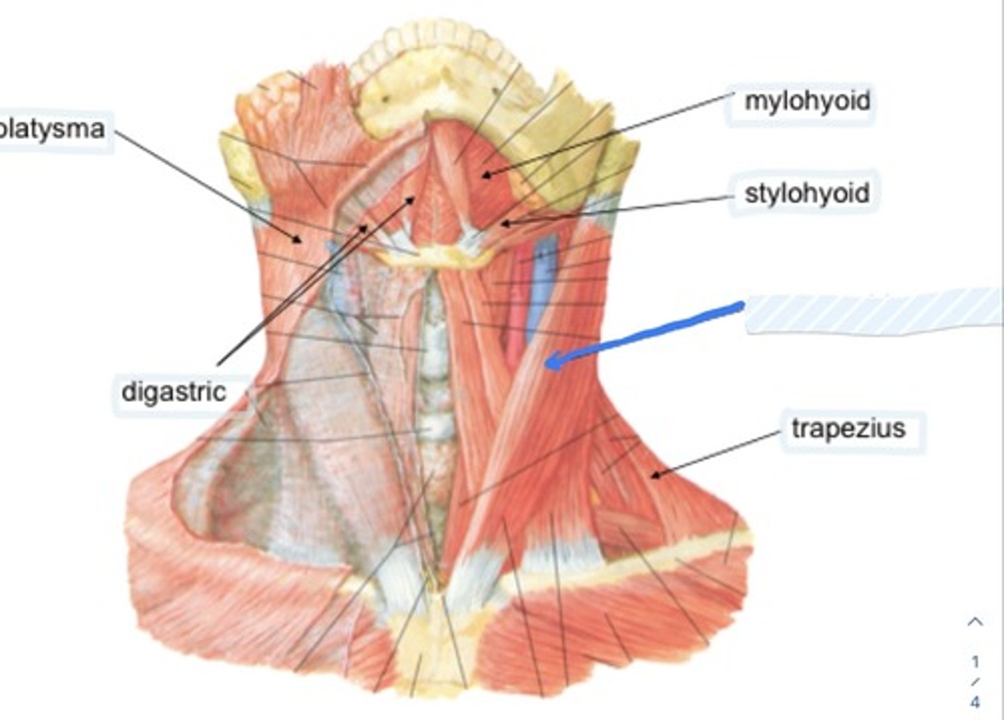 knowt flashcard image