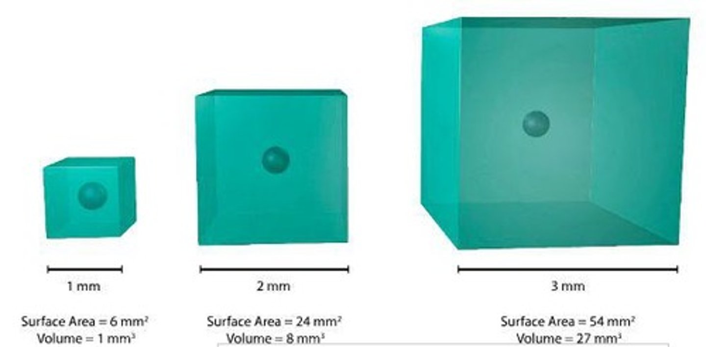 <p>Ratio important for nutrient diffusion efficiency.</p>