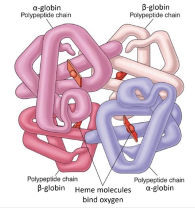 <p>Hemoglobin is a protein found in the cytosol of red blood cells. In humans, it is coded for by two different genes: HBA and HBB. The HBA gene encodes a protein subunit called alpha-globin and the HBB gene encodes a protein subunit called beta-globin. Each of these subunits binds a heme molecule that binds oxygen. A diagram of human hemoglobin is shown below. Use this information to determine whether each of the following statement is true or false.&nbsp;</p><p>T/F: Individual alpha-helices found in hemoglobin are stabilized by ionic bonds.</p>