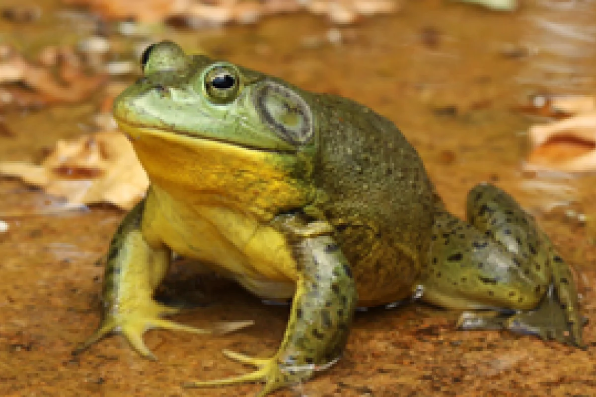 <p>Bullfrog</p>