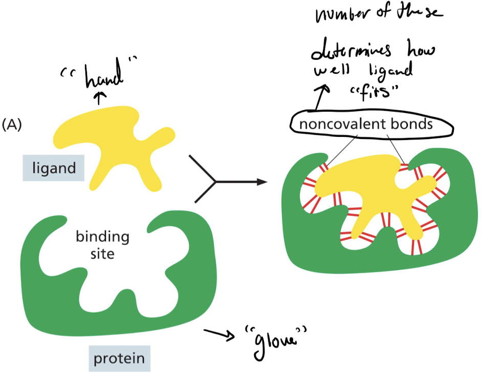 Weak non-covalent bonds allow proteins selectively bind to a ligand with high affinity. 

* Each bond is weak 
* Enough bonds form when surface contact between protein and ligand fit very closely.
  * “Hand and glove”
