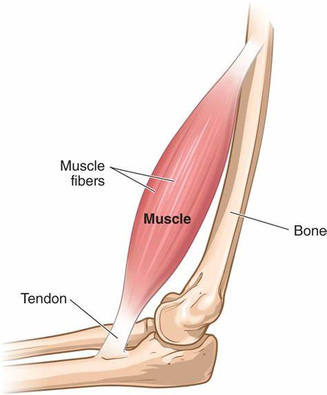 <p>A type of connective tissue that connects the bone to other bones and provide stability to the joint.</p>