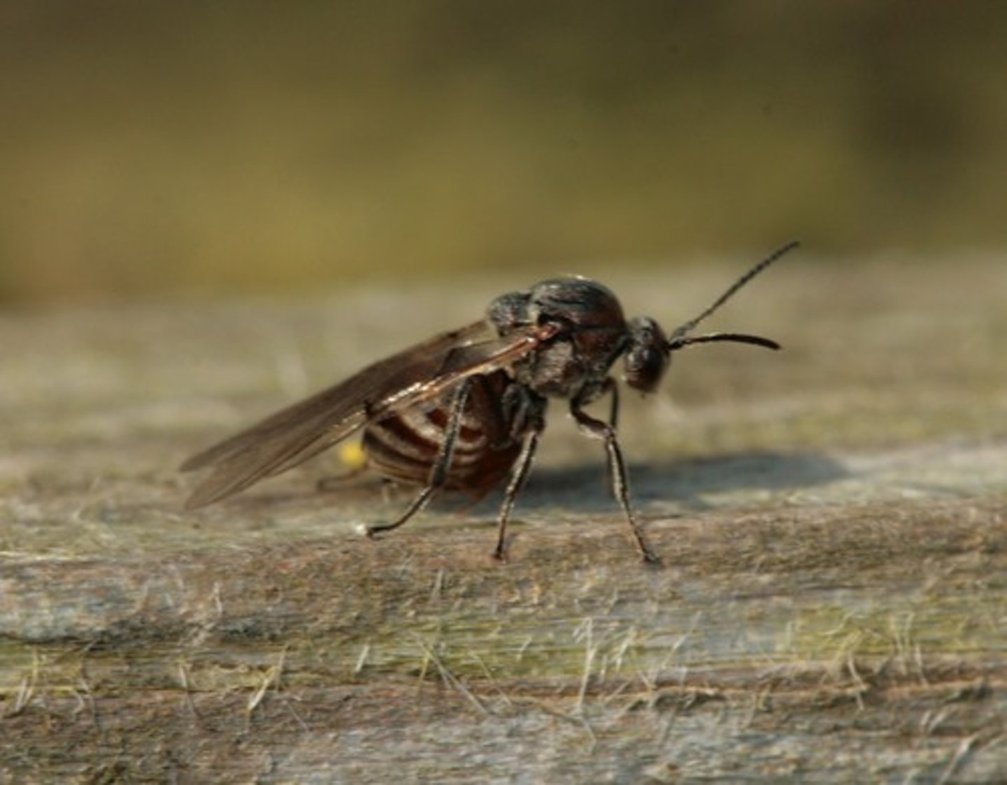 <p>Galwespen, achterlijf hangt naar onder</p>
