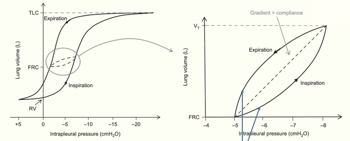 <ul><li><p>residual volume = air left in the lungs when you have breathed out as much air as possible</p><ul><li><p>lungs never fully deflate (always some air left inside them)</p></li></ul></li><li><p>FRC (functional residual capacity)= air left in lungs at the end of a normal tidal expiration</p></li><li><p>TLC (total lung capacity)= how mucb air in lungs when you’ve taken the biggest breath you can</p></li><li><p>hysteresis= a phenomenon when the pressure vol curve is different for inspiration and expiration</p></li></ul><p></p>
