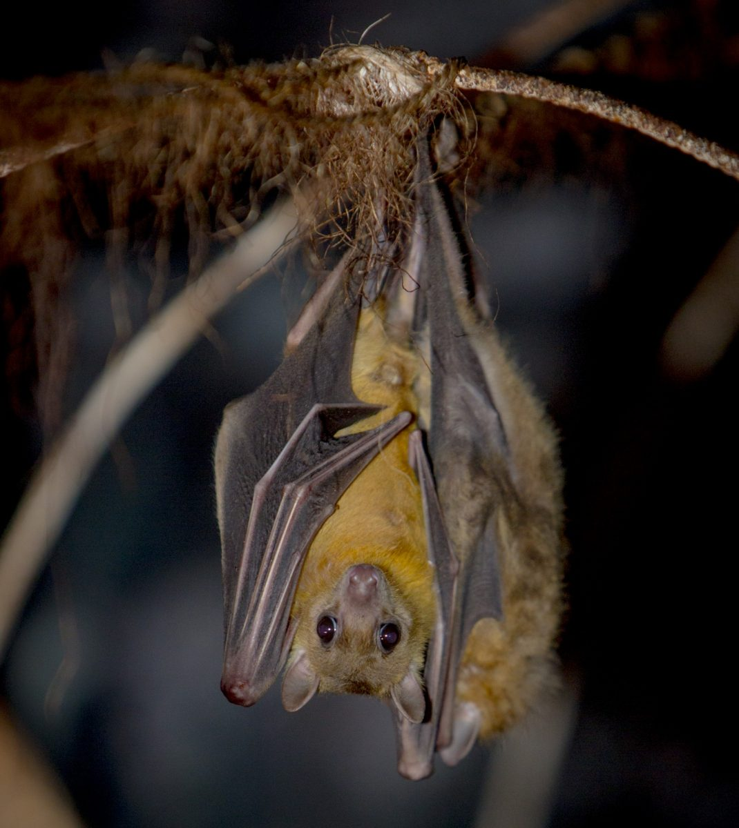 <p>Cape Town, Kruger NP</p>