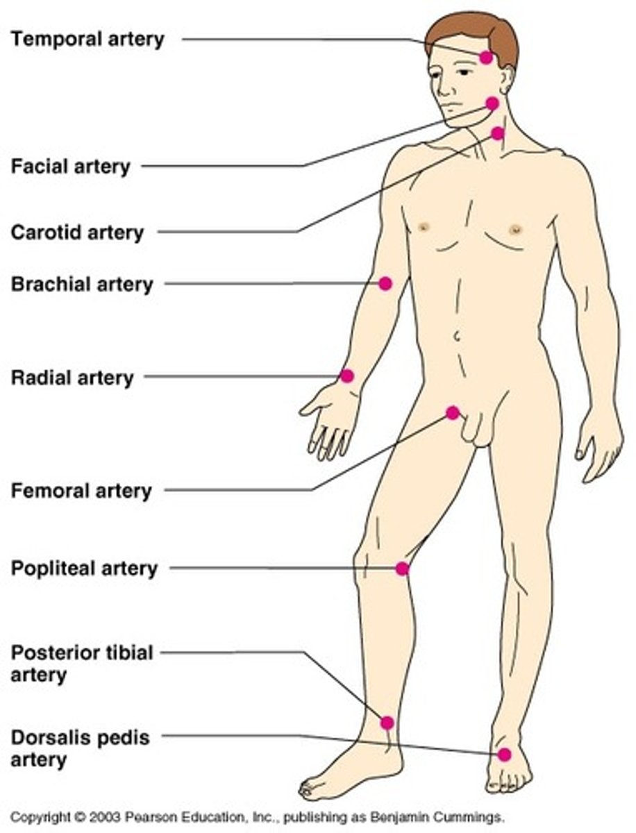 <p>1. temporal</p><p>2. carotid*</p><p>3. apical* (PMI)</p><p>4. brachial*</p><p>5. radial*</p><p>6. femoral</p><p>7. popliteal (behind the knee)</p><p>8. posterior tibial (by your ankle)</p><p>9. dorsalis pedis (on top of the foot)</p>