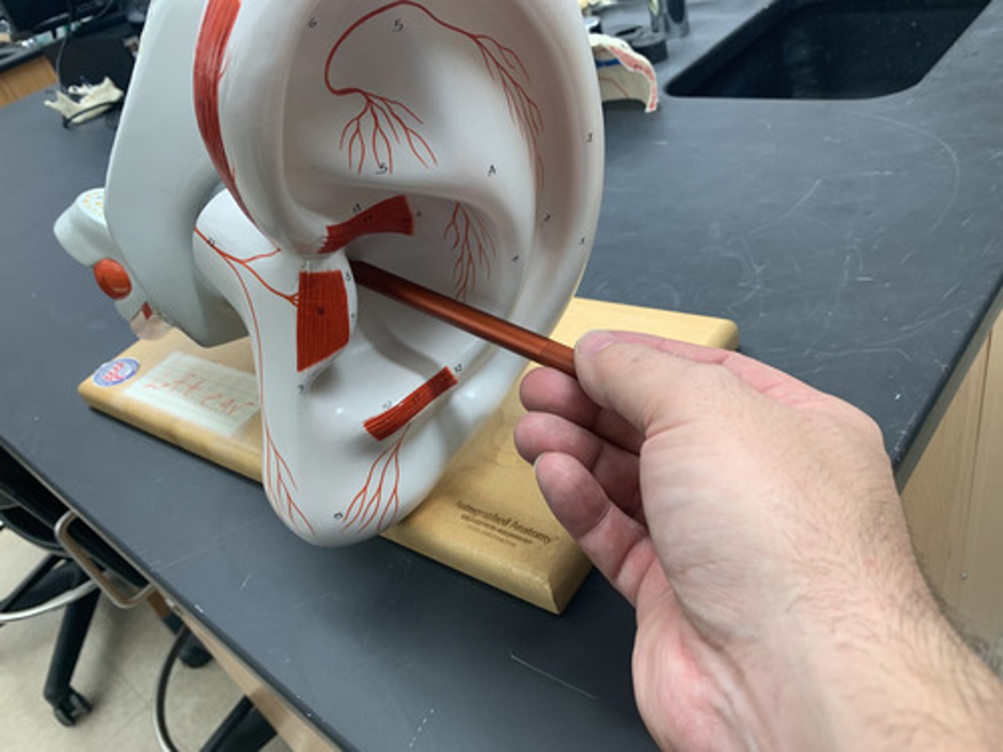 <p>Canal leading to eardrum and middle ear</p>