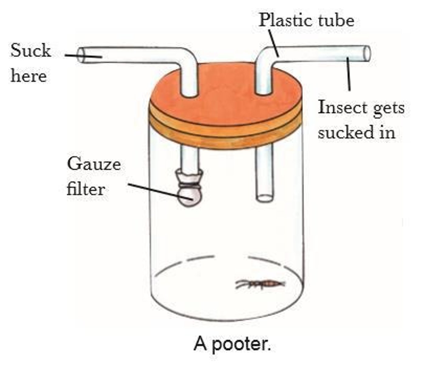 <p>A jar with two rubber tubes used to collect small insects.</p>