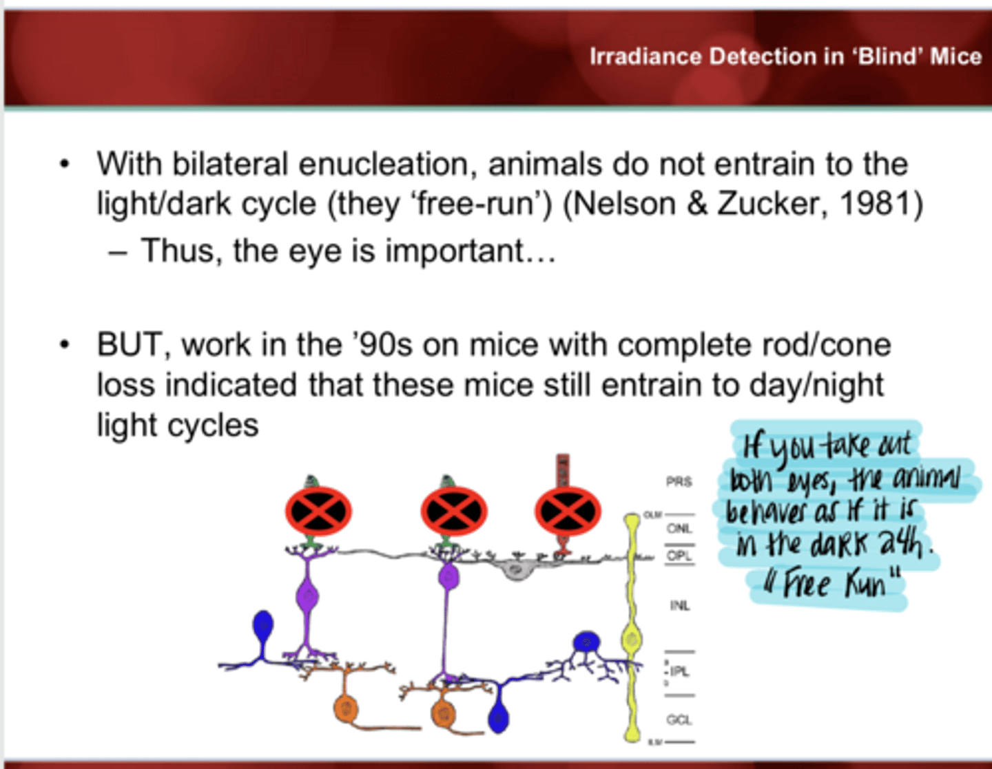 <p>With bilateral enucleation, what happens to the circadian rhythm of animals?</p>