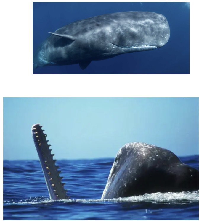 <p>Order? Family? </p>