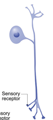 neuron that has dendrites and one axon that is fused together to form a continuous process that emerges from cell body (aka unipolar neuron) is a...