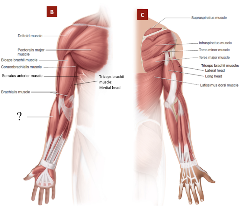 <p>on the most lateral side of the forearm → lateral border that separates flexor and extensor side</p><ul><li><p>flexes the elbow</p></li></ul><p></p>