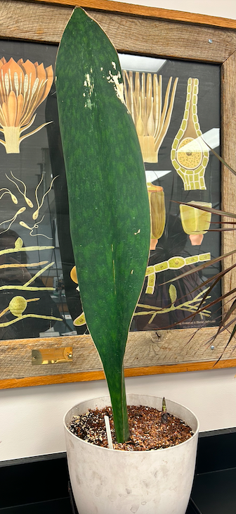 <p>Order? Family?</p>