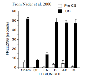 <p>lateral and central nuclei</p>