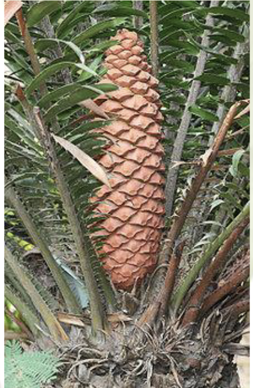 <ul><li><p><span style="background-color: transparent;"><span>2nd largest group</span></span></p></li></ul><p><span style="background-color: transparent;"><span>Characteristics:</span></span></p><ul><li><p><span style="background-color: transparent;"><span>Woody secondary growth</span></span></p></li><li><p><span style="background-color: transparent;"><span>Short height</span></span></p></li><li><p><span style="background-color: transparent;"><span>Hard and stiff evergreen leaves</span></span></p><ul><li><p><span style="background-color: transparent;"><span>Pinnate</span></span></p></li></ul></li><li><p><span style="background-color: transparent;"><em><span>Slowwwww </span></em><span>growth</span></span></p></li><li><p><span style="background-color: transparent;"><span>Dioecious</span></span></p></li></ul><p><span style="background-color: transparent;"><span>Families: </span><strong><span>&nbsp;Cycadaceae, Strangeriaceae, Zamiaceae</span></strong></span></p>