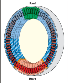 <p>Place the mesoderm, ectoderm, dorsal ectoderm and amnioserosa. What are they refered to?</p>