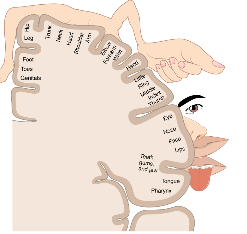 <p>processes sensory information from the skin, muscles, joins</p><ul><li><p>plays crucial role in perceiving and interpreting sensation such as a touch, temperature, pain, and proprioception</p></li><li><p>located in parietal lob —&gt; band</p></li></ul><p></p>