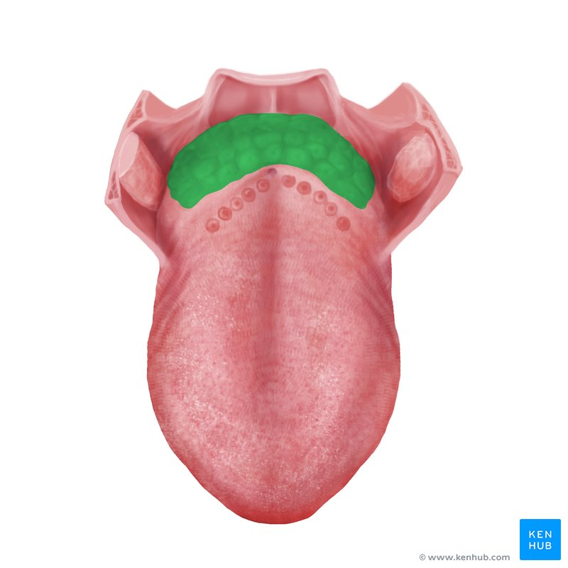 <p>A collection of lymphoid tissue located at the base (posterior part) of the tongue.</p>