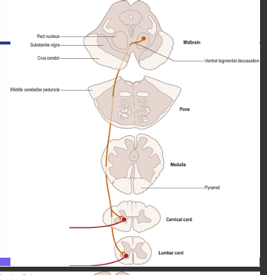 <p>Function: control over the tone of limb flexor muscles </p><p>• Receives input from motor cortex and cerebellum (non-pyramidal route) • Red nucleus • Cross in the ventral tegmental decussation • Descend the spinal cord ventrolateral and partly intermingled with with lateral corticospinal tract</p>