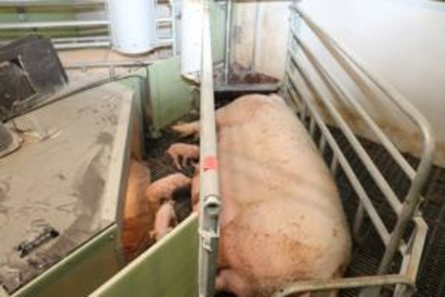 <p>Reduce piglet mortality by preventing crushing.</p>