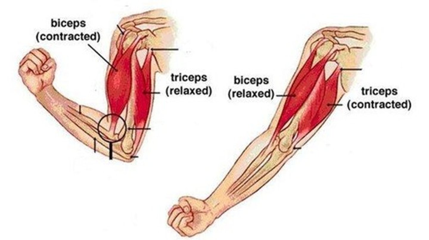<p>Triceps brachii.</p>