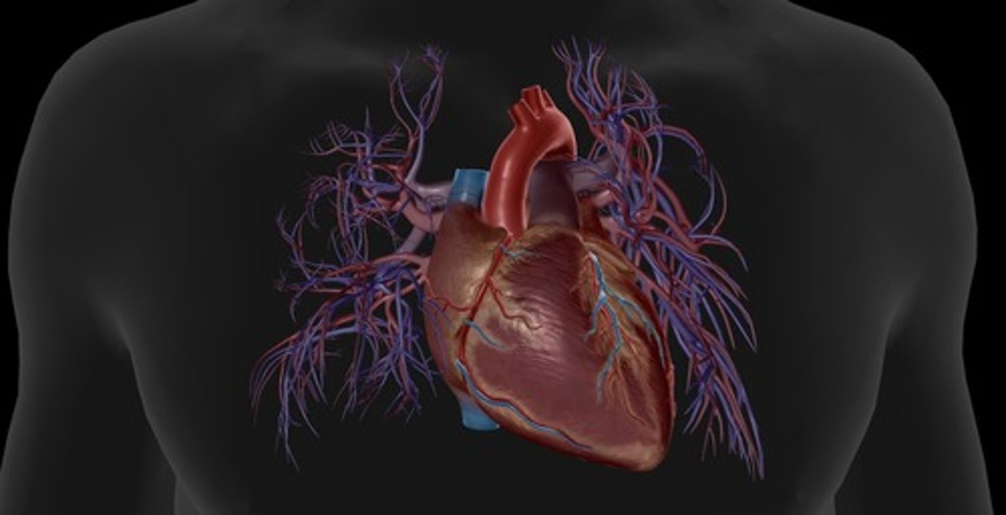 <p>front of heart</p>