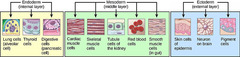 ectoderm

(Note: via neural crest cells)