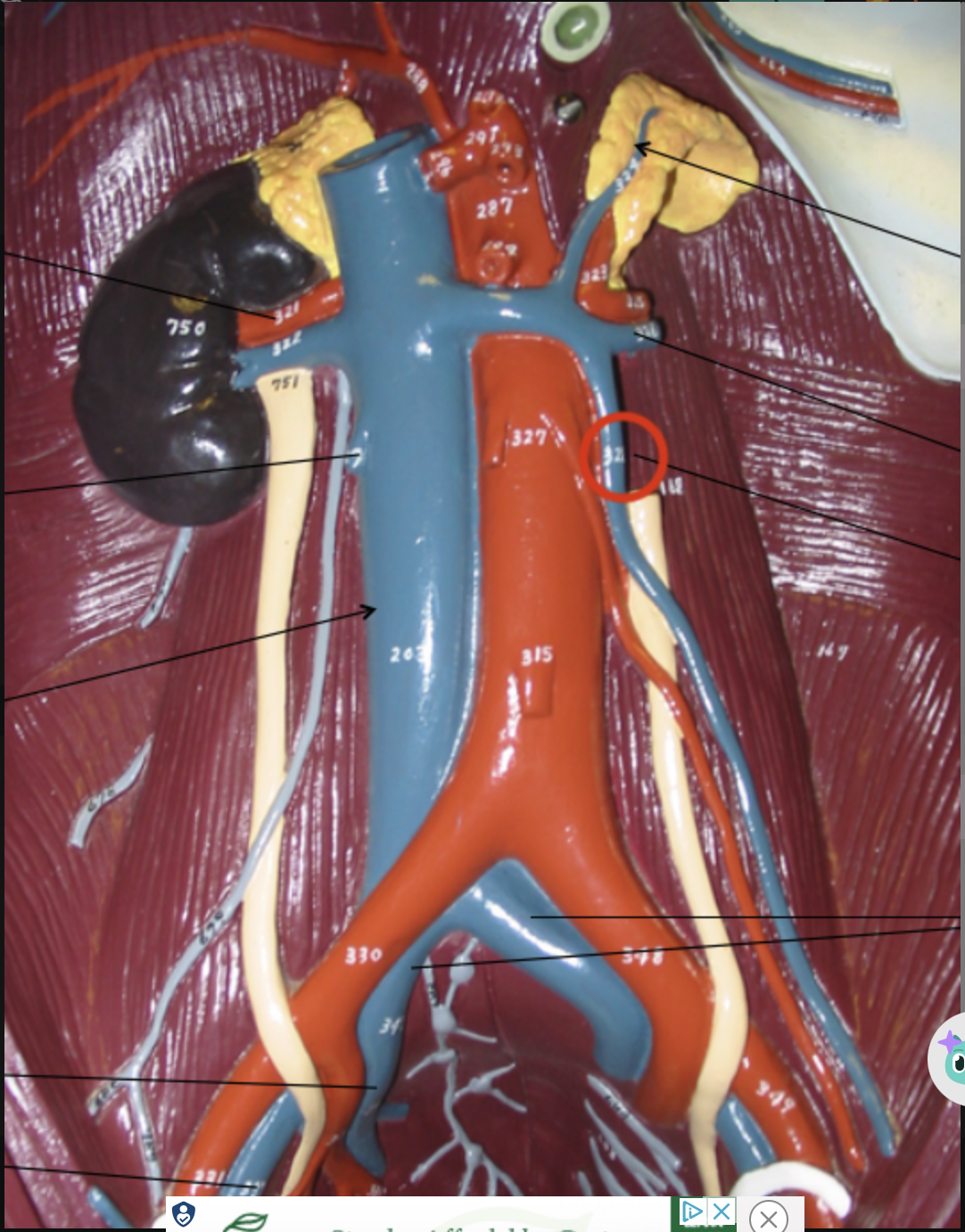 <p>FEMALE</p>