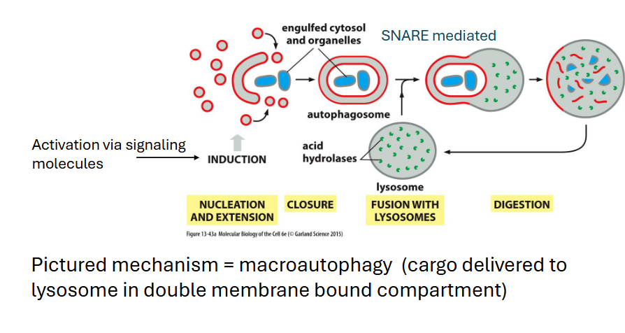 <p><span>Removal of large objects (macromolecules, large protein aggregates, whole organelles)</span></p><ul><li><p><span>maintains cellular homeostasis<br>• Removes substances that could disrupt cell<br>function or viability (cargo is selected)<br>• Mediates turnover of organelles<br>• Help mediate impacts of short-term ATP or<br>nutrient depletion (not a long-term solution)<br>• Plays an important role in development<br>• Often has roles in diseases like cancer and<br>neurodegenerative conditions (role is context<br>dependent)</span><br></p></li></ul><p></p>