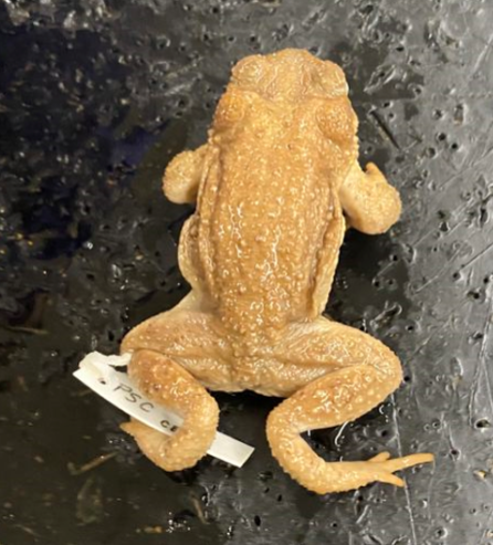 <p>ID the genus, species</p>