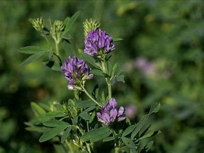 <p>known as Queen of Forages, perennial</p><p>pH of 6.5 or higher is required</p>