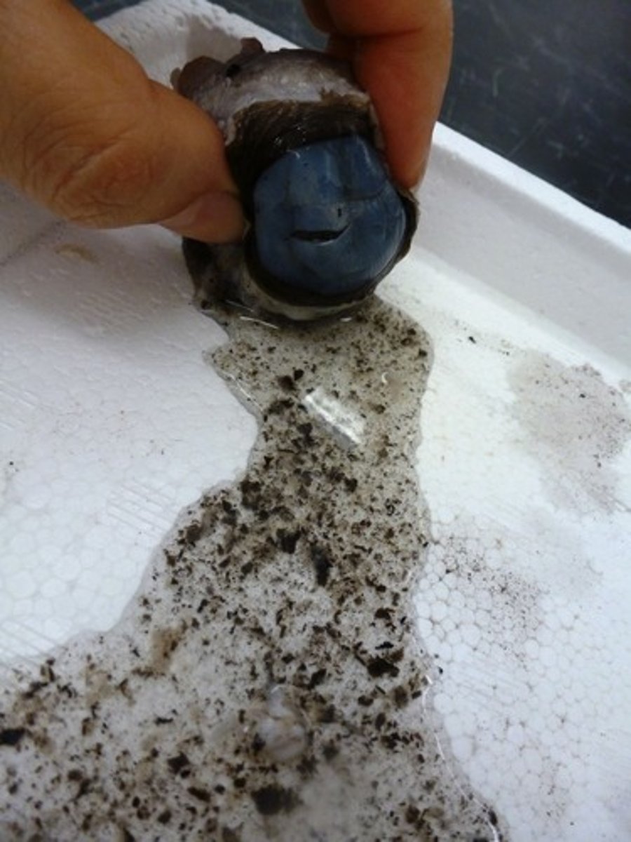 knowt flashcard image