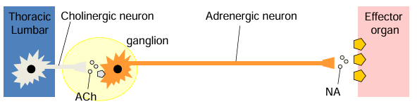 <p>pre ganglionic nerves originate from thoracic and lumbar regions of spinal cord (T1-L3)</p><p>pre ganglionic nerves are short</p><p>pre ganglionic nerves release ACh and nicotinic receptors</p><p>post ganglionic nerves are long</p><p>post ganglionic nerves release Noradrenaline and alpha and beta receptors</p>