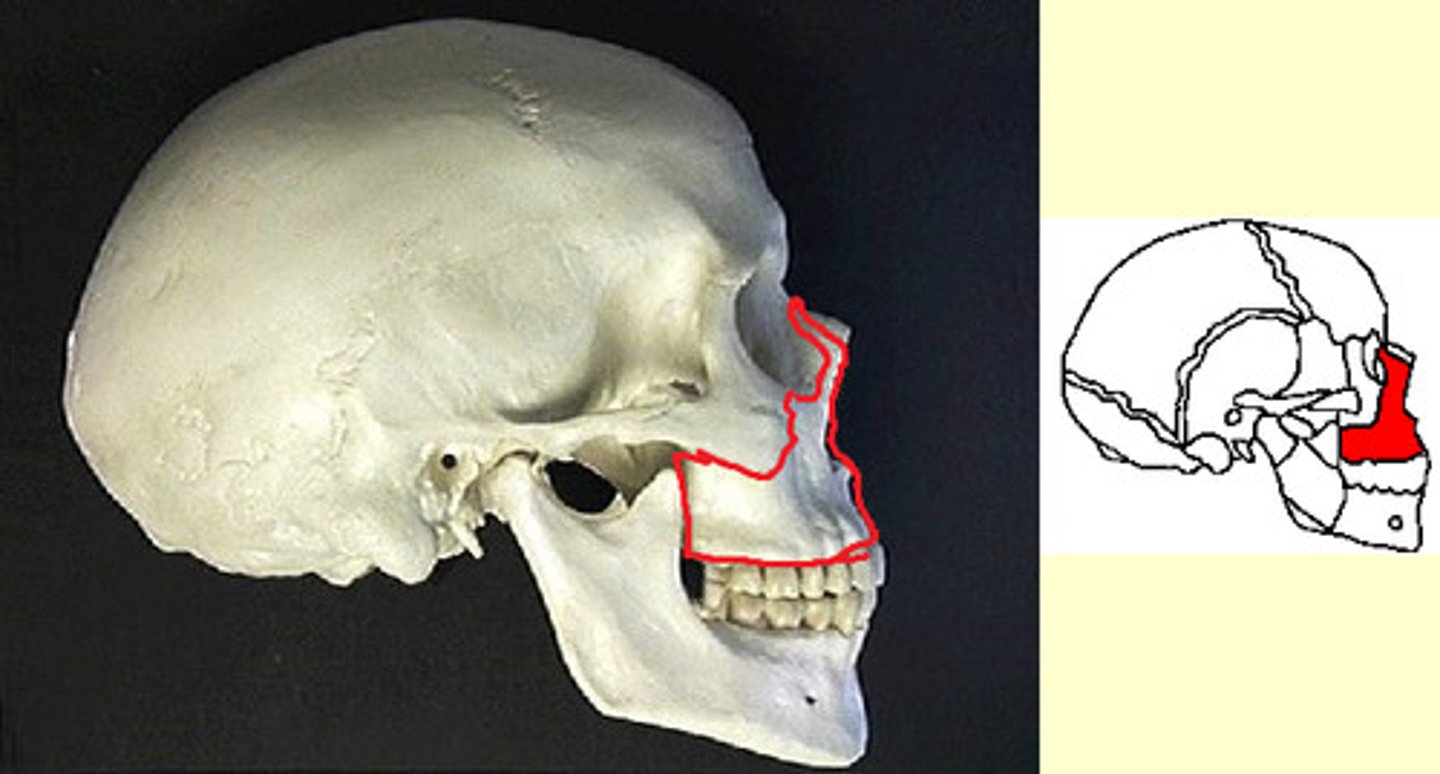 knowt flashcard image