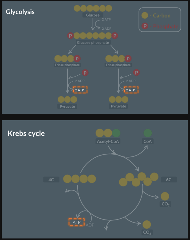 <p>Substrate Level Phosphorelation as ATP is produced in both the Krebs cycle and glycolysis</p>
