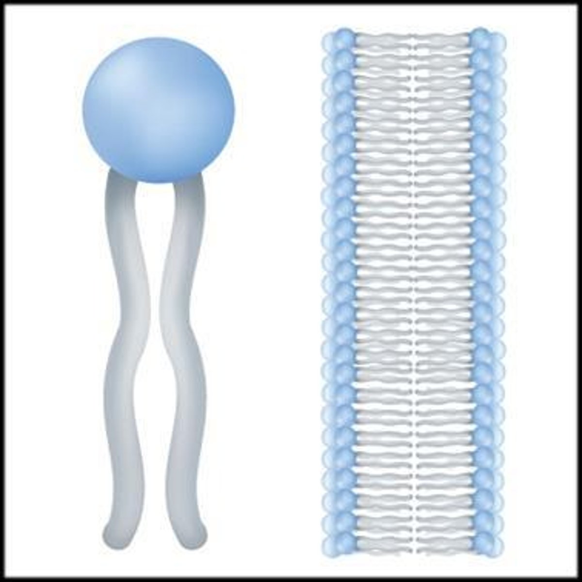 <p><span style="color: rgb(255, 255, 255);">Its a set of membrane bound regions consisting of The nuclear envelope, Rough and smooth (ER), Golgi apparatus, Lysosomes, Endosomes, Plasma membrane, ribosomes, Nucleolus, and Nucleus. Eukaryotic cellular compartments and organelles.  These membranes are interconnected, either by direct contact, or by vesicle transport. </span></p>