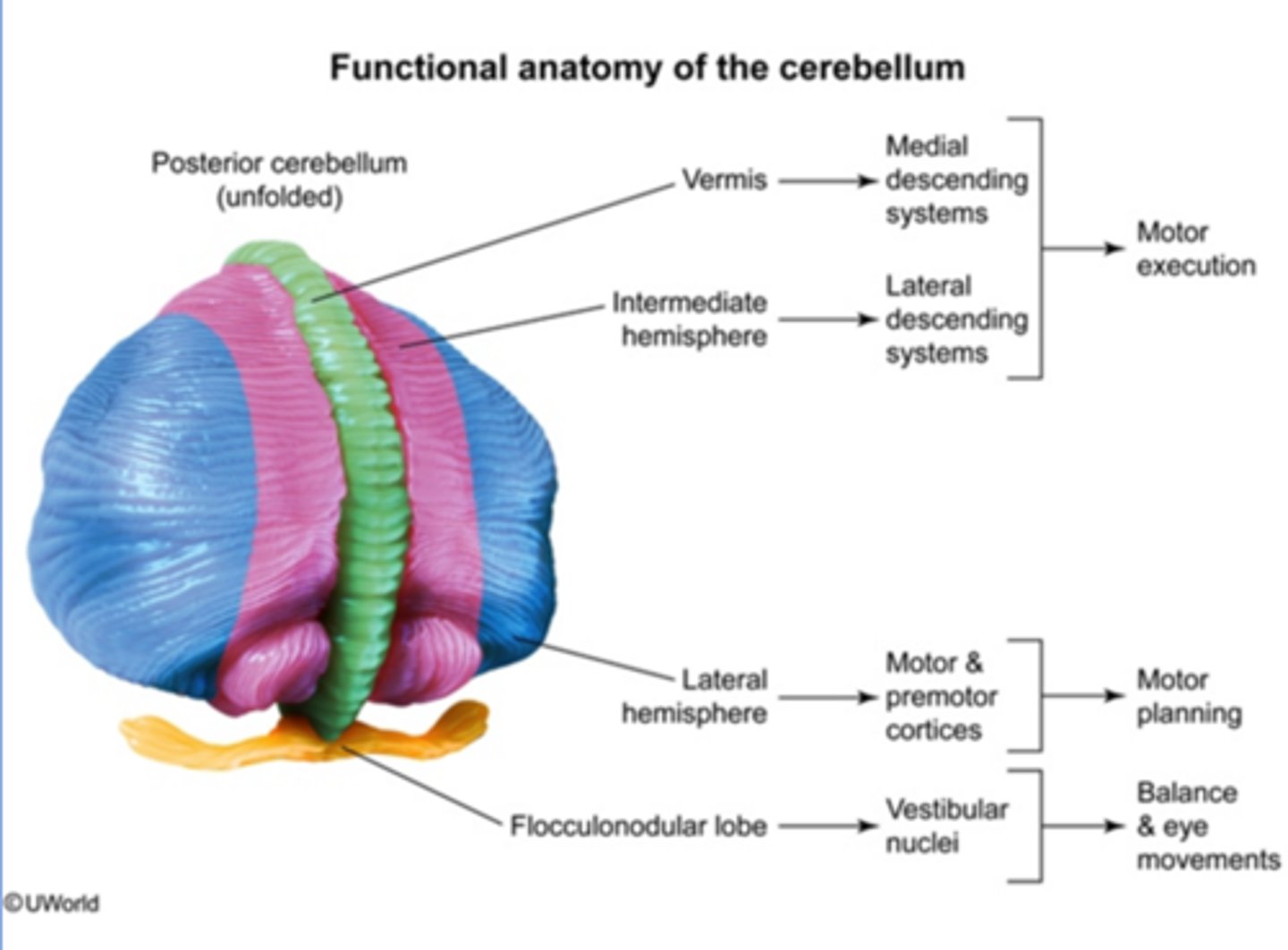 <p>The "little brain" at the rear of the brainstem; functions include processing sensory input and coordinating movement output and balance.</p><p>Spinocerebellum descending - spinal cord: execution</p><p>Cerebrocerebellum Ascending - motor cortex: planning</p><p>Vestibulocerebellum - vestibular nuclei (pons/medulla): balance and eye</p>
