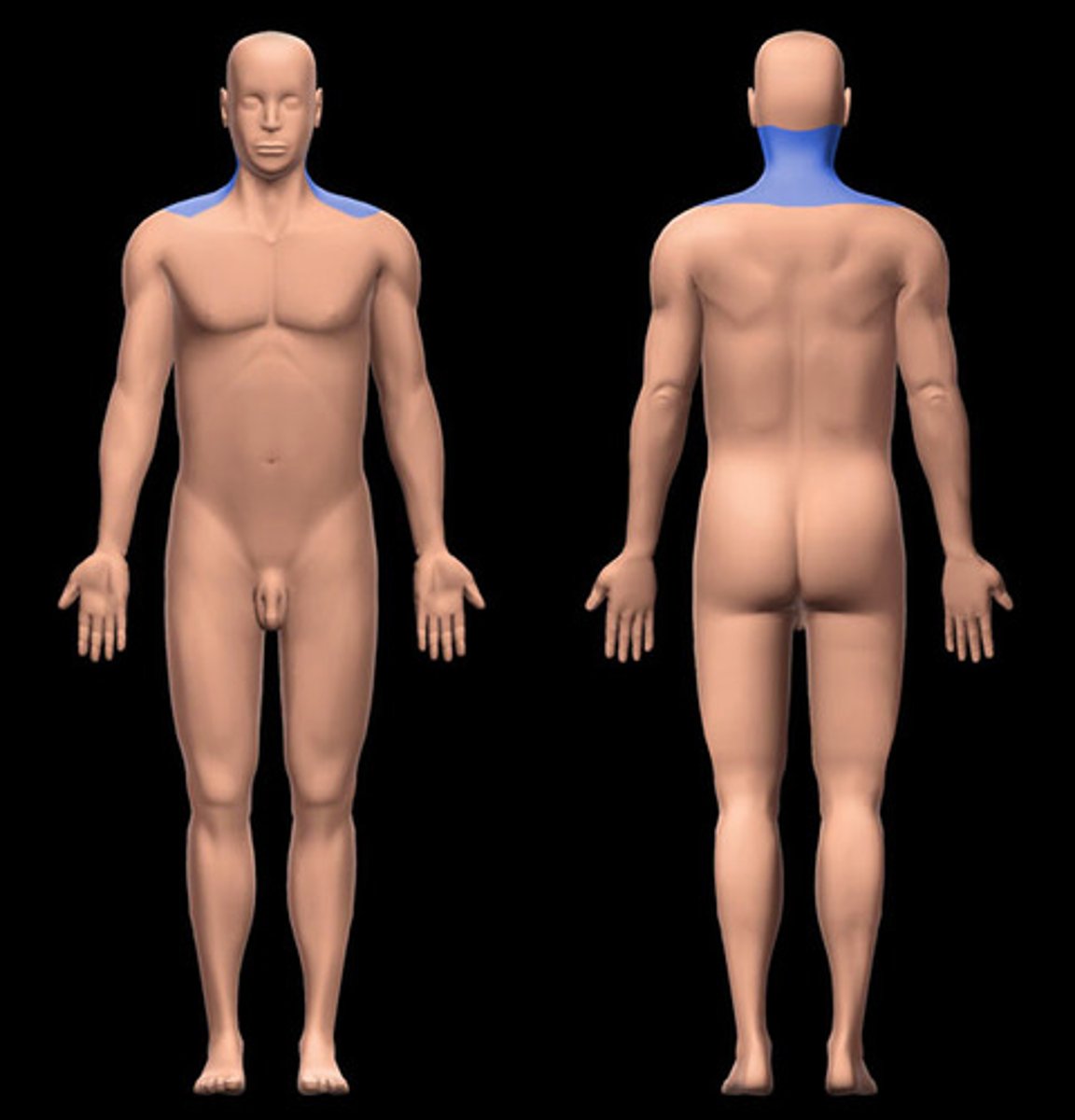 <p>Location:</p><p>Neck (posterior aspect)</p><p>Description:</p><p>Subdivision of neck</p><p>Deep to trapezius</p><p>Contents include: greater occipital n., occipital a., and suboccipital muscles</p>