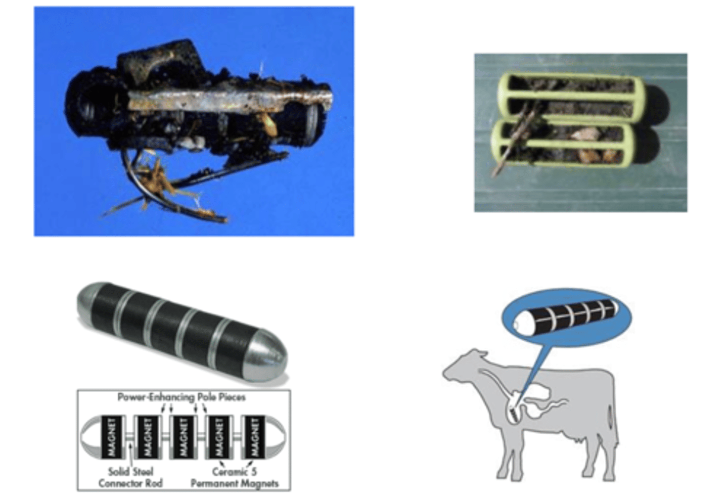 <p>treat the signs and damage, but also remove the metallic agent with this magnet that we make the cow eat</p>