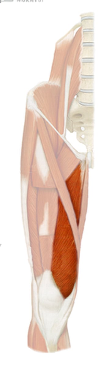 <p>-lower extremity (pelvis, anterior and medial thigh)</p>