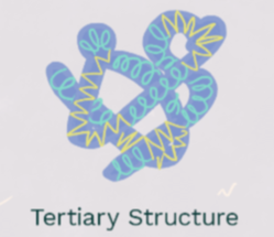 <p>tertiary structure</p>