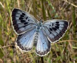 <p><span>A family (Lycaenidae) of small, delicate butterflies including blues, coppers, and hairstreaks.</span></p><ul><li><p><span>small, less colorful</span></p></li><li><p><span>phytophagous or entomophagous (insect-feeding)</span></p></li><li><p><span>75% engage in an association with ant (some are parasitic)</span></p></li></ul><p></p>