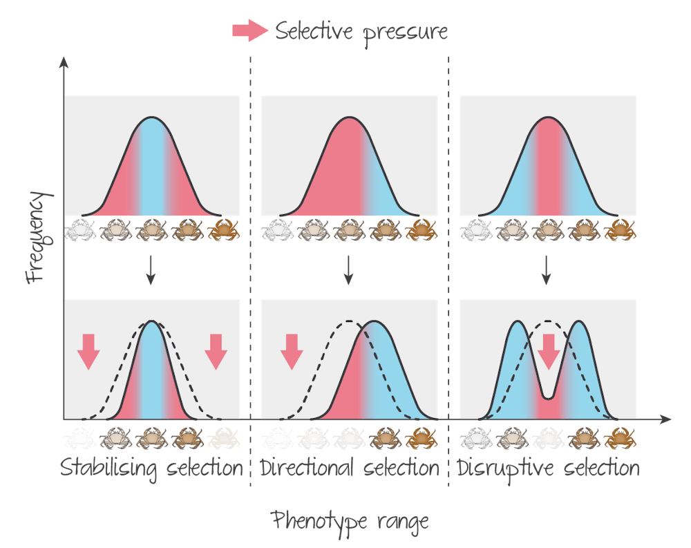 <ul><li><p>widespread</p></li><li><p>existing beneficial variations already common</p></li><li><p>acts against trait extremes</p></li><li><p>new colors introduced by mutation but stabilizing selection exerted maintains</p></li><li><p>population remains as 1 group</p></li></ul>